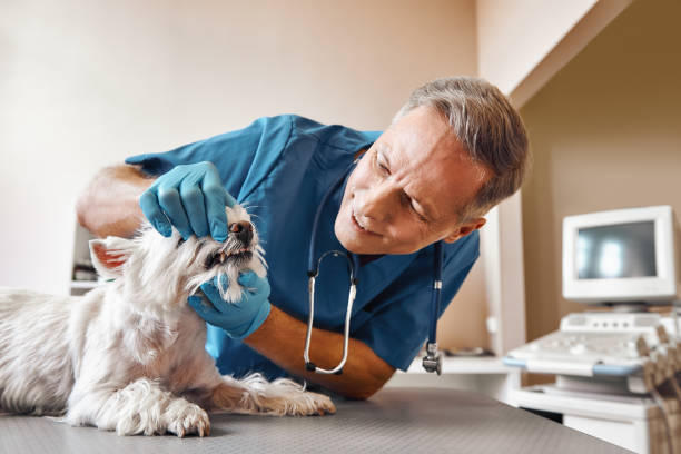 Best Broken or Chipped Tooth Repair in Shillington, PA